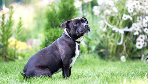 Staffordshire bull best sale terrier hypoallergenic